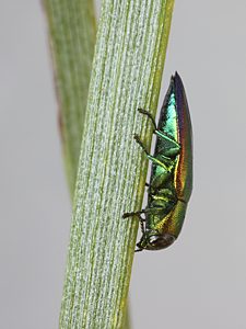 Melobasis aurocyanea, PL1499, male, on Acacia rigens, EP, 8.3 × 2.8 mm